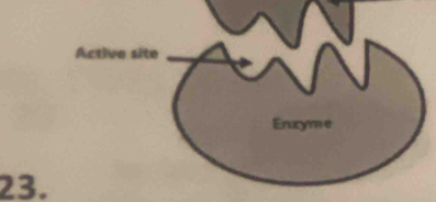 Active site 
Eruxye 
23.