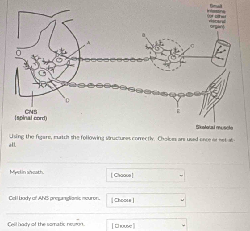 Small 
Using the figure, match the following structures correctly. Choices are used once or not-at- 
all. 
Myelin sheath. [ Choose ] 
Cell body of ANS preganglionic neuron. [ Choose ] 
Cell body of the somatic neuron. [ Choose ]