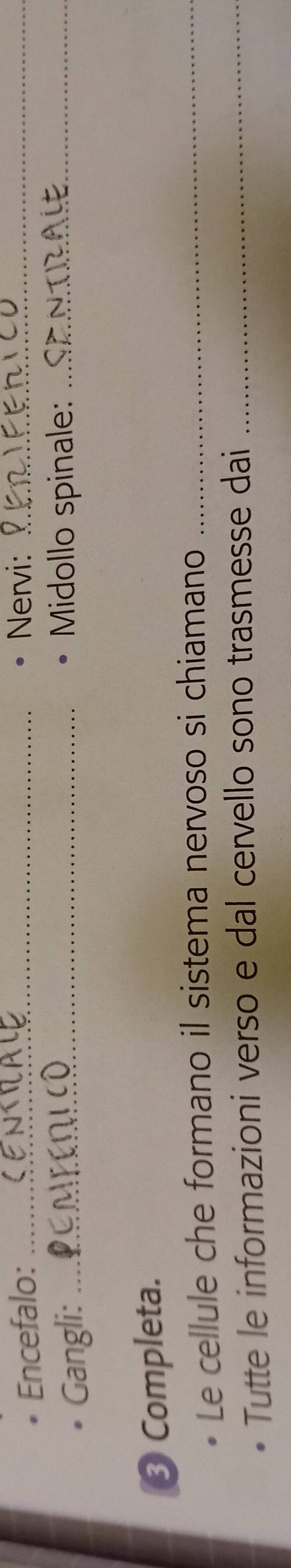 Encefalo: _Nervi:_ 
Gangli: _Midollo spinale:_ 
3 Completa. 
Le cellule che formano il sistema nervoso si chiamano_ 
Tutte le informazioni verso e dal cervello sono trasmesse dai_