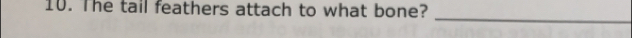 The tail feathers attach to what bone? 
_