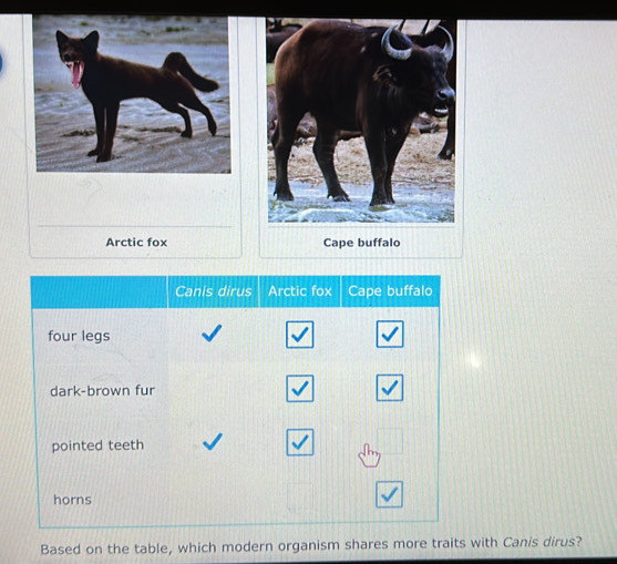 Arctic fox Cape buffalo
Based on the table, which modern organism shares more traits with Canis dirus?