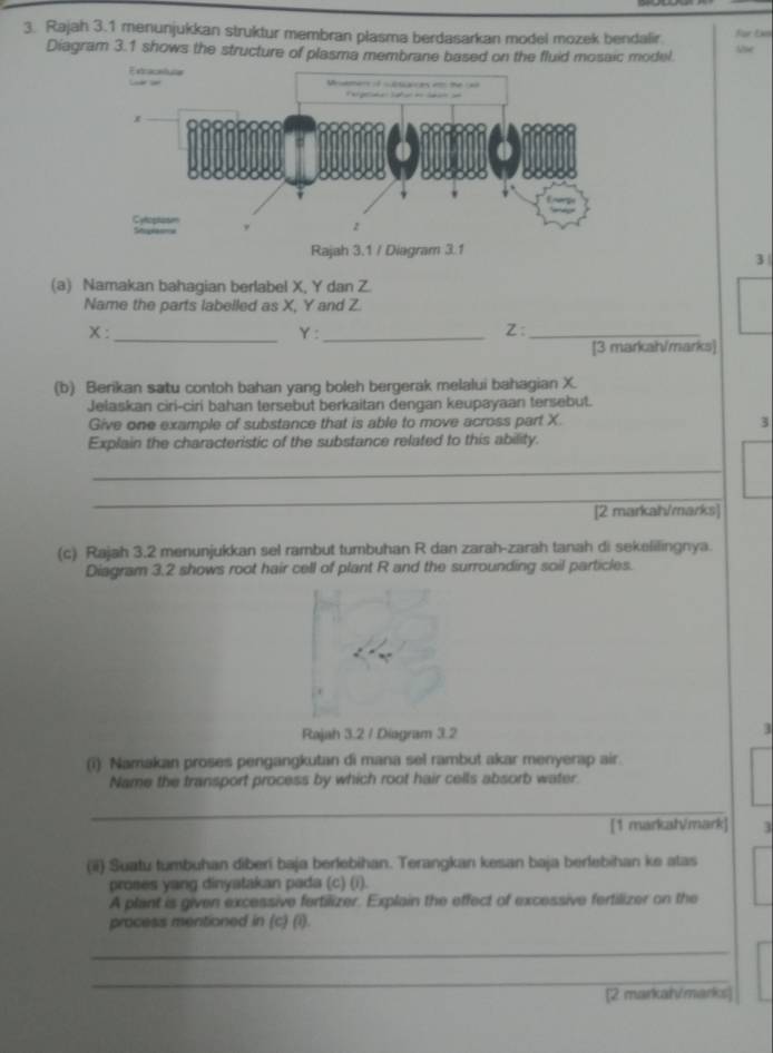 Rajah 3.1 menunjukkan struktur membran plasma berdasarkan model mozek bendalir Use für Eke 
Diagram 3.1 shows the structure of plasma membrane based on the fluid mosaic model. 
3 
(a) Namakan bahagian berlabel X, Y dan Z. 
Name the parts labelled as X, Y and Z
x : _ Y :_
Z :_ 
[3 markah/marks] 
(b) Berikan satu contoh bahan yang boleh bergerak melalui bahagian X. 
Jelaskan ciri-ciri bahan tersebut berkaitan dengan keupayaan tersebut. 
Give one example of substance that is able to move across part X. 3 
Explain the characteristic of the substance related to this ability. 
_ 
_ 
[2 markah/marks] 
(c) Rajah 3.2 menunjukkan sel rambut tumbuhan R dan zarah-zarah tanah di sekelilingnya. 
Diagram 3.2 shows root hair cell of plant R and the surrounding soil particles. 
Rajah 3.2 / Diagram 3.2 
3 
(i) Namakan proses pengangkutan di mana sel rambut akar menyerap air. 
Name the transport process by which root hair cells absorb water. 
_ 
[1 markalVmark] 3 
(ii) Suatu tumbuhan diberi baja berlebihan. Terangkan kesan baja berlebihan ke atas 
proses yang dinyatakan pada (c) (i). 
A plant is given excessive fertilizer. Explain the effect of excessive fertilizer on the 
process mentioned in (c) (i). 
_ 
_ 
[2 markal/marks]