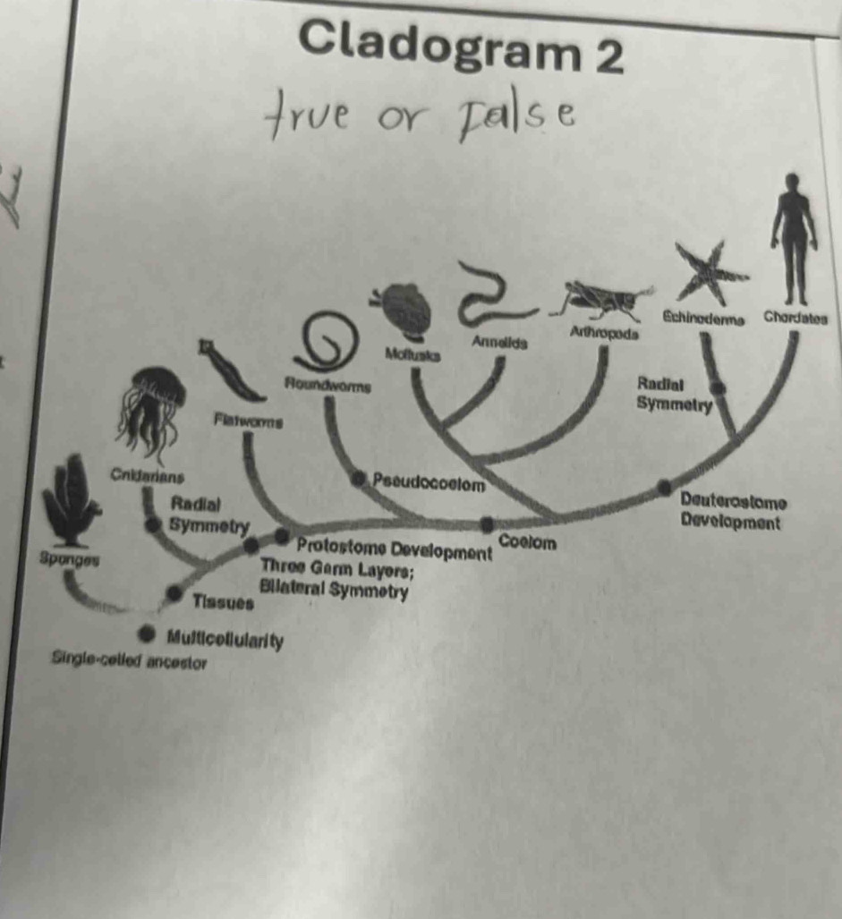 Cladogram 2 
tes