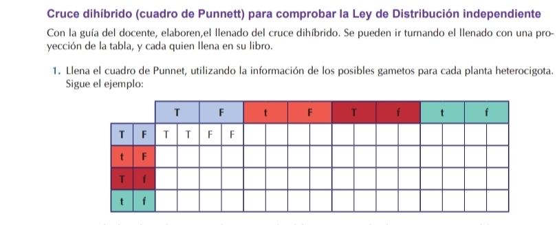 Cruce dihíbrido (cuadro de Punnett) para comprobar la Ley de Distribución independiente 
Con la guía del docente, elaboren,el llenado del cruce dihíbrido. Se pueden ir turnando el llenado con una pro- 
yección de la tabla, y cada quien Ilena en su libro. 
1. Llena el cuadro de Punnet, utilizando la información de los posibles gametos para cada planta heterocigota. 
Sigue el ejemplo: