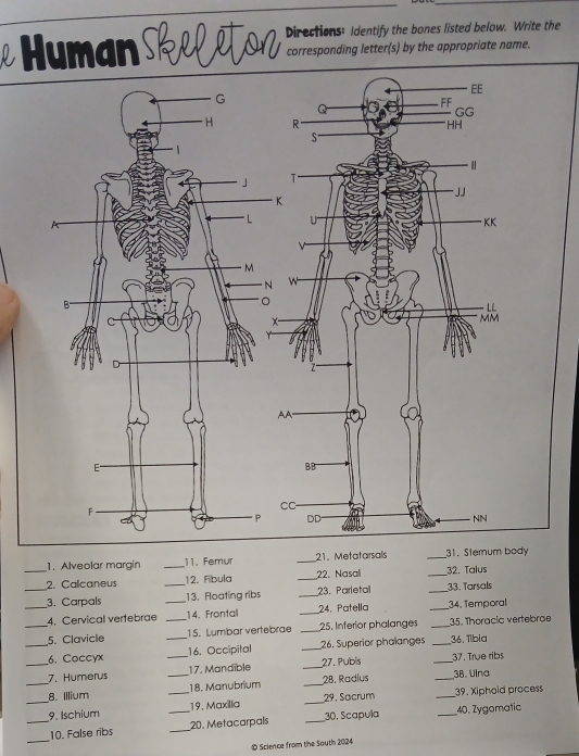 Directions: Identify the bones listed below. Write the 
Human corresponding letter(s) by the appropriate name. 
1. Alveolar margin _11. Femur _21. Metatarsals _31. Sternum body 
_2. Calcaneus 12. Fibula _22. Nasali _32. Talus 
_3. Carpals __13. Floating ribs _23. Parletal _33. Tarsals 
4. Cervical vertebrae 14. Frontal _24. Patella _34. Temporal 
_5. Clavicle __15. Lumbar vertebrae _25. Inferior phalanges __35. Thoracic vertebrae 
_6. Coccyx 16. Occipital _26. Superior phalanges 36. Tlbia 
_7. Humerus __17. Mandible _27. Pubis __37. True ribs 
__8. Illium _18. Manubrium _28. Radlus 
38. Ulna 
_9. Ischium _19. Maxilla __29. Sacrum __39. Xiphoid process 
_ 
10. False ribs _20. Metacarpals 30. Scapula 40. Zygomatic 
© Science from the South 2024