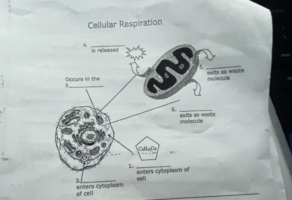 Cellular Respiration 
_ 
of cell 
_