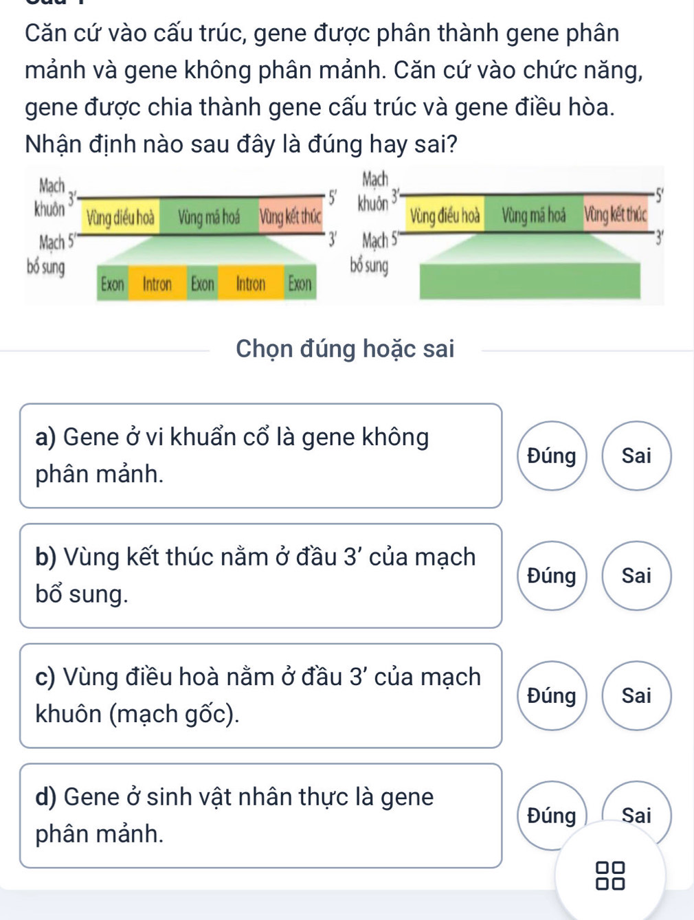 Căn cứ vào cấu trúc, gene được phân thành gene phân
mảnh và gene không phân mảnh. Căn cứ vào chức năng,
gene được chia thành gene cấu trúc và gene điều hòa.
Nhận định nào sau đây là đúng hay sai?
Mạch
khuôn `
Vùng diều hoà Vùng mã hoá Vùng kết thú
Mạch 5' 
bó sung 
Exon Intron Exon Intron Exon
Chọn đúng hoặc sai
a) Gene ở vi khuẩn cổ là gene không
Đúng Sai
phân mảnh.
b) Vùng kết thúc nằm ở đầu 3' của mạch
Đúng Sai
bổ sung.
c) Vùng điều hoà nằm ở đầu 3' của mạch
Đúng Sai
khuôn (mạch gốc).
d) Gene ở sinh vật nhân thực là gene
Đúng Sai
phân mảnh.