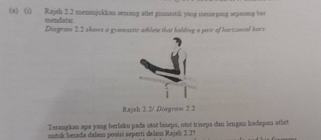 Rajah 2.2 menunjukkan seorang atlet gimnastik yang memegang sepasang bar 
mendatar. 
Diagram 2.2 shows a gymnastic athlete that holding a pair of horizontal bars. 
Rajah 2.2/ Diagram 2.2 
Terangkan apa yang berlaku pada otot biseps, otot triseps dan lengan hadapan atlet 
untuk berada dalam posisi seperti dalam Rajah 2.2?