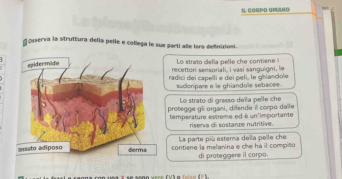 IL CORPO UMANO
1 l Øsserva la struttura della pelle e collega le sue parti alle loro definizioni.

Lo strato della pelle che contiene i
recettori sensoriali, i vasi sanguigni, le
radici dei capelli e dei peli, le ghiandole
sudoripare e le ghiandole sebacee.
Lo strato di grasso della pelle che
protegge gli organi, difende il corpo dalle
temperature estreme ed è un'importante
riserva di sostanze nutritive.
La parte più esterna della pelle che
contiene la melanina e che ha il compito
di proteggere il corpo.
na con una Y se sono vere (V) o false (F).