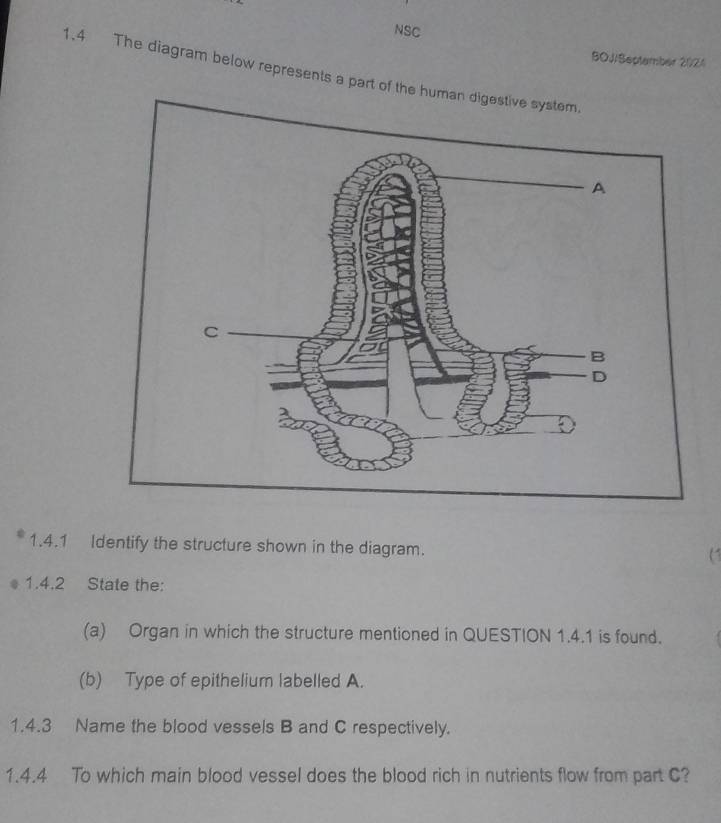 NSC 
BOJ/Septamber 2024 
1.4 The diagram below represents a part of the human d 
1.4.1 Identify the structure shown in the diagram. ( 
1.4.2 State the: 
(a) Organ in which the structure mentioned in QUESTION 1.4.1 is found. 
(b) Type of epithelium labelled A. 
1.4.3 Name the blood vessels B and C respectively. 
1.4.4 To which main blood vessel does the blood rich in nutrients flow from part C?