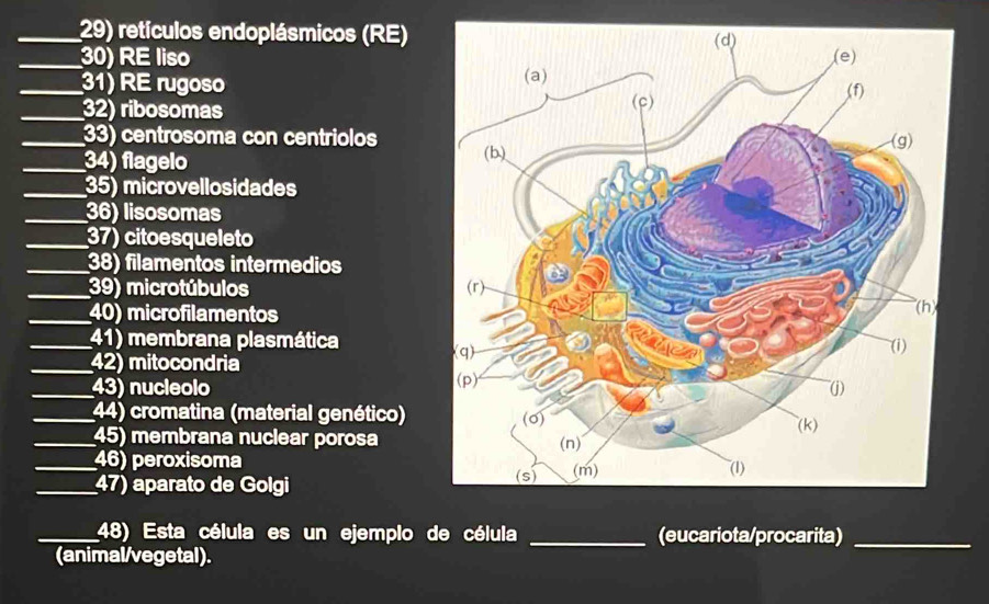 retículos endoplásmicos (RE) 
_30) RE liso 
_31) RE rugoso 
_32) ribosomas 
_33) centrosoma con centriolos 
_34) flagelo 
_35) microvellosidades 
_36) lisosomas 
_37) citoesqueleto 
_38) filamentos intermedios 
_39) microtúbulos 
_40) microfilamentos 
_41) membrana plasmática 
_42) mitocondria 
_43) nucleolo 
_44) cromatina (material genético) 
_45) membrana nuclear porosa 
_46) peroxisoma 
_47) aparato de Golgi 
_48) Esta célula es un ejemplo de célula _(eucariota/procarita)_ 
(animal/vegetal).