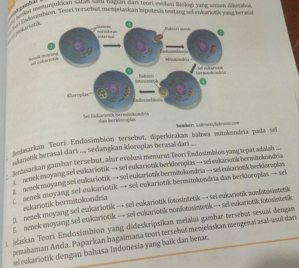 a mbr 
ohar berikut menunjukkan saıan satu bagıan dari teori evolusi Biologi yang umum diketahui,
fesimbion. Teori tersebut menjelaskan hipotesis tentang sel eukariotik yang berasal
s
Berdasarkan Teori Endosimbion tersebut, diperkirakan bahwa mitokondria pada sel
eukariotik berasal dari ..., sedangkan kloroplas berasal dari ....
2 Berdasarkan gambar tersebut, alur evolusi menurut Teori Endosimbion yang tepat adalah ....
A. nenek moyang sel eukariotik → sel eukariotik berkloroplas → sel eukariotik bermitokondria
B. nenek moyang sel eukariotik → sel eukariotik bermitokondria → sel eukariotik berkloroplas
C. nenek moyang sel eukariotik → sel eukariotik bermitokondria dan berkloroplas → sel
eukariotik bermitokondria
D. nenek moyang sel eukariotik → sel eukariotik fotosintetik → sel eukariotik nonfotosintetik
E. nenek moyang sel eukariotik → sel eukariotik nonfotosintetik → sel eukariotik fotosintetik
3. Jelaskan Teori Endosimbion yang dideskripsikan melalui gambar tersebut sesuai dengan
pemahaman Anda. Paparkan bagaimana teori tersebut menjelaskan mengenai asal-usul dari
sel eukariotik dengan bahasa Indonesia yang baik dan benar.