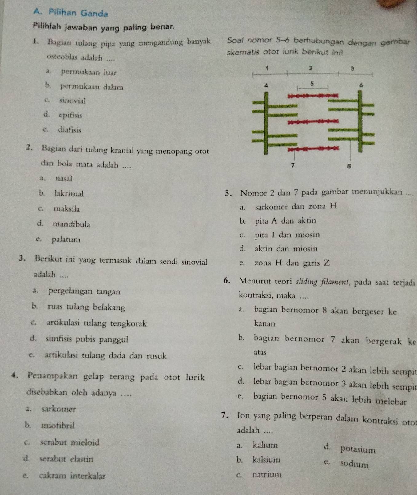 Pilihan Ganda
Pilihlah jawaban yang paling benar.
1. Bagian tulang pipa yang mengandung banyak Soal nomor 5-6 berhubungan dengan gambar
skematis otot lurik berikut ini!
osteoblas adalah ....
a. permukaan luar
b. permukaan dalam
c. sinovial
d. epifisis
e. diafisis
2. Bagian dari tulang kranial yang menopang otot
dan bola mata adalah ....
a. nasal
b. lakrimal 5. Nomor 2 dan 7 pada gambar menunjukkan ....
c. maksila a. sarkomer dan zona H
d. mandibula b. pita A dan aktin
e. palatum c. pita I dan miosin
d. aktin dan miosin
3. Berikut ini yang termasuk dalam sendi sinovial e. zona H dan garis Z
adalah ....
6. Menurut teori sliding filament, pada saat terjadi
a. pergelangan tangan kontraksi, maka ....
b. ruas tulang belakang a. bagian bernomor 8 akan bergeser ke
c. artikulasi tulang tengkorak kanan
d. simfisis pubis panggul
b. bagian bernomor 7 akan bergerak ke
artikulasi tulang dada dan rusuk atas
c. lebar bagian bernomor 2 akan lebih sempit
4. Penampakan gelap terang pada otot lurik d. lebar bagian bernomor 3 akan lebih sempit
disebabkan oleh adanya … e. bagian bernomor 5 akan lebih melebar
a. sarkomer 7. Ion yang paling berperan dalam kontraksi otot
b. miofibril adalah ....
c. serabut mieloid a. kalium
d. potasium
d. serabut elastin b. kalsium
e. sodium
e. cakram interkalar c. natrium