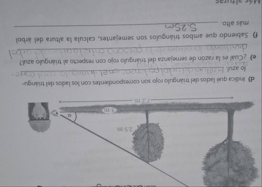Indica qué lados del triángulo rojo son correspondientes con los lados del triángu- 
lo azul. 
_ 
e) ¿Cuál es la razón de semejanza del triángulo rojo con respecto al triángulo azul? 
_ 
f) Sabiendo que ambos triángulos son semejantes, calcula la altura del árbol 
más alto. 
_ 
Mác alturac