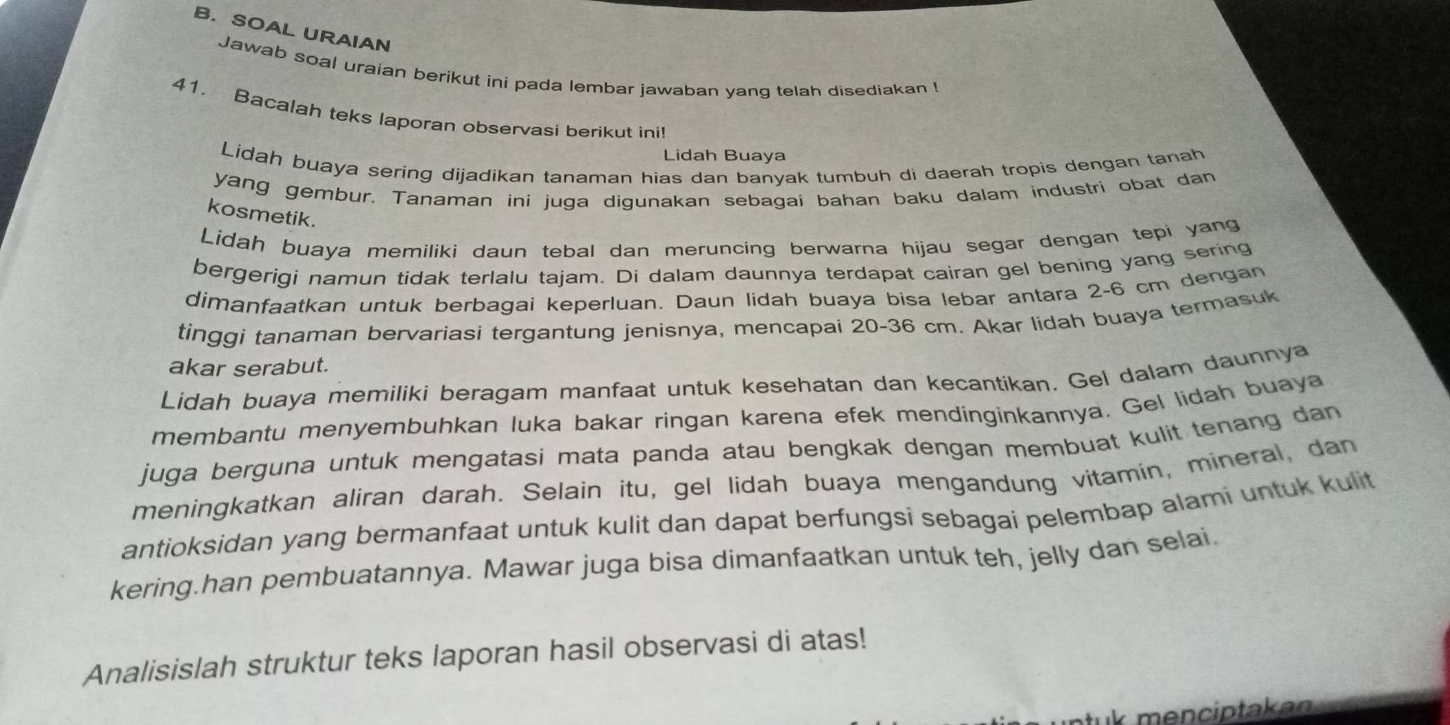 SOAL URAIAN 
Jawab soal uraian berikut ini pada lembar jawaban yang telah disediakan ! 
41， Bacalah teks laporan observasi berikut ini! 
Lidah Buaya 
Lidah buaya sering dijadikan tanaman hias dan banyak tumbuh di daerah tropis dengan tanah 
yang gembur. Tanaman ini juga digunakan sebagai bahan baku dalam industri obat dan 
kosmetik. 
Lidah buaya memiliki daun tebal dan meruncing berwarna hijau segar dengan tepi yang 
bergerigi namun tidak terlalu tajam. Di dalam daunnya terdapat cairan gel bening yang sering 
dimanfaatkan untuk berbagai keperluan. Daun lidah buaya bisa lebar antara 2-6 cm dengan 
tinggi tanaman bervariasi tergantung jenisnya, mencapai 20-36 cm. Akar lidah buaya termasuk 
akar serabut. 
Lidah buaya memiliki beragam manfaat untuk kesehatan dan kecantikan. Gel dalam daunnya 
membantu menyembuhkan luka bakar ringan karena efek mendinginkannya. Gel lidah buaya 
juga berguna untuk mengatasi mata panda atau bengkak dengan membuat kulit tenang dan 
meningkatkan aliran darah. Selain itu, gel lidah buaya mengandung vitamín, mineral, dan 
antioksidan yang bermanfaat untuk kulit dan dapat berfungsi sebagai pelembap alami untuk kulit 
kering.han pembuatannya. Mawar juga bisa dimanfaatkan untuk teh, jelly dan selai, 
Analisislah struktur teks laporan hasil observasi di atas! 
ntuk menciptakan