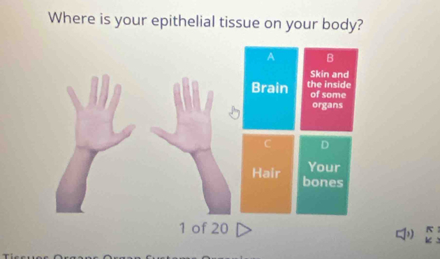 Where is your epithelial tissue on your body? 
a