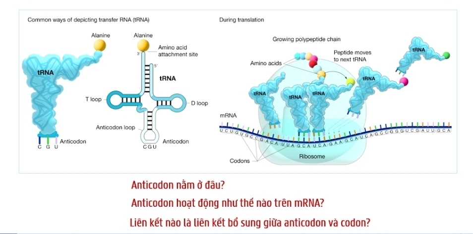 Anticodon nằm ở đâu? 
Anticodon hoạt động như thế nào trên mRNA? 
Liên kết nào là liên kết bổ sung giữa anticodon và codon?