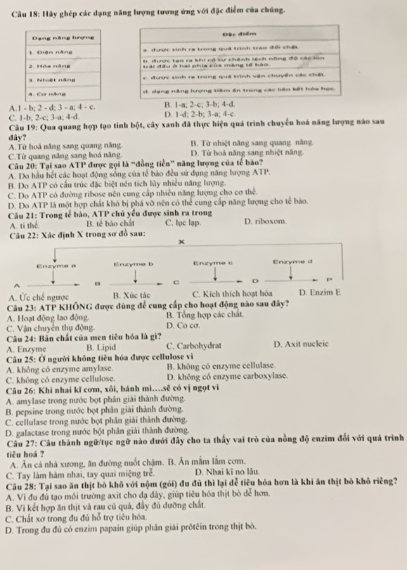 Hãy ghép các dạng năng lượng tương ứng với đặc điểm của chúng.
A.1 - b; 2 - d; 3 - a; 4 - c. B. 1-a; 2-c; 3-b;.
C. 1-b; 2-c; 3-a; 4-d. D. 1-d; 2-b; 3-a; 4-c.
Câu 19: Qua quang hợp tạo tinh bột, cây xanh đã thực hiện quá trình chuyển hoá năng lượng nào sau
dây?
A.Từ hoá năng sang quang năng. B. Từ nhiệt năng sang quang năng
C.Từ quang năng sang hoá năng. D. Từ hoá năng sang nhiệt năng.
Câu 20: Tại sao ATP được gọi là “đồng tiền” năng lượng của tế bào?
A. Do hầu hết các hoạt động sống của tế bào đều sử dụng năng lượng ATP.
B. Do ATP có cấu trúc đặc biệt nên tích lũy nhiều năng lượng.
C. Do ATP có đường ribose nên cung cấp nhiều năng lượng cho cơ thể.
D. Do ATP là một hợp chất khó bị phá vỡ nên có thể cung cấp năng lượng cho tế bào.
Câu 21: Trong tế bào, ATP chủ yểu được sinh ra trong D. riboxom.
A. ti thể. B. tế bảo chất C. lục lạp.
Câu 22: Xác định X trong sơ đồ sau:
×
Enzyme a Enzyme b Enzyme c Enzyme d
B C
A. Ức chế ngược B. Xúc tác C. Kích thích hoạt hỏa D. Enzim E
Câu 23: ATP KHÔNG được dùng để cung cấp cho hoạt động nào sau đây?
A. Hoạt động lao động. B. Tổng hợp các chất.
C. Vận chuyển thụ động. D. Co cσ.
Câu 24: Bản chất của men tiêu hóa là gì?
A. Enzyme B. Lipid C. Carbohydrat D. Axit nucleic
Câu 25: Ở người không tiêu hóa được cellulose vì
A. không có enzyme amylase. B. không có enzyme cellulase.
C. không có enzyme cellulose. D. không có enzyme carboxylase.
Câu 26: Khi nhai kĩ cơm, xôi, bánh mì…sẽ có vị ngọt vì
A. amylase trong nước bọt phân giải thành đường.
B. pepsine trong nước bọt phân giải thành đường.
C. cellulase trong nước bọt phân giải thành đường.
D. galactase trong nước bột phân giải thành đường.
Câu 27: Câu thành ngữ/tục ngữ nào dưới đây cho ta thấy vai trò của nồng độ enzim đối với quá trình
tiêu hoá ?
A. Ăn cá nhà xương, ăn đường nuốt chậm. B. Ăn mắm lằm cơm.
C. Tay làm hàm nhai, tay quai miệng trẻ. D. Nhai kĩ no lâu.
Câu 28: Tại sao ăn thịt bò khô với nộm (gỏi) đu đủ thì lại dễ tiêu hóa hơn là khi ăn thịt bò khô riêng?
A. Vì đu đủ tạo môi trường axit cho dạ dày, giúp tiêu hóa thịt bò dễ hơn.
B. Vì kết hợp ăn thịt và rau củ quả, đầy đủ dưỡng chất.
C. Chất xơ trong đu đủ hỗ trợ tiêu hóa.
D. Trong đu đủ có enzim papain giúp phân giải prôtêin trong thịt bò.