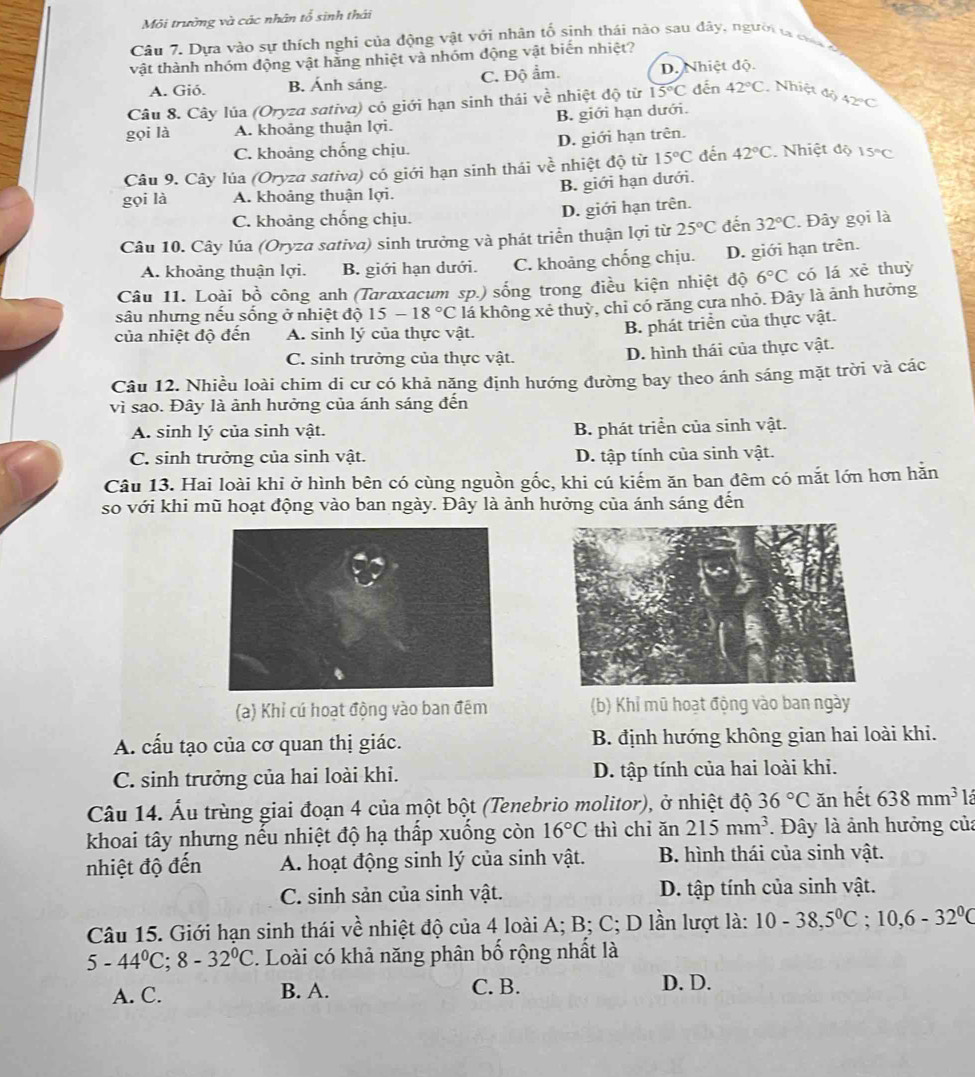Môi trường và các nhân tổ sinh thái
Câu 7. Dựa vào sự thích nghi của động vật với nhân tố sinh thái nào sau dây, người ta của đ
vật thành nhóm động vật hằng nhiệt và nhóm động vật biến nhiệt?
A. Gió. B. Ánh sáng. C. Độ ẩm. D. Nhiệt độ.
Câu 8. Cây lúa (Oryza sativa) có giới hạn sinh thái về nhiệt độ từ 15°C đến 42°C Nhiệt độ
gọi là A. khoảng thuận lợi. B. giới hạn dưới. 42°C
C. khoảng chống chịu. D. giới hạn trên.
Câu 9. Cây lúa (Oryza sativa) có giới hạn sinh thái về nhiệt độ từ 15°C đến 42°C * Nhiệt độ 15°C
gọi là A. khoảng thuận lợi. B. giới hạn dưới.
C. khoảng chống chịu. D. giới hạn trên.
Câu 10. Cây lúa (Oryza sativa) sinh trưởng và phát triển thuận lợi từ 25°C đến 32°C. Đây gọi là
A. khoảng thuận lợi. B. giới hạn dưới. C. khoảng chống chịu. D. giới hạn trên.
Câu 11. Loài bồ công anh (Taraxacum sp.) sống trong điều kiện nhiệt độ 6°C có lá xè thuỳ
sâu nhưng nếu sống ở nhiệt độ 15-18°C * lá không xẻ thuỳ, chỉ có răng cưa nhỏ. Đây là ảnh hưởng
của nhiệt độ đến A. sinh lý của thực vật.
B. phát triển của thực vật.
C. sinh trưởng của thực vật. D. hình thái của thực vật.
Câu 12. Nhiều loài chim di cư có khả năng định hướng đường bay theo ảnh sáng mặt trời và các
vì sao. Đây là ảnh hưởng của ánh sáng đến
A. sinh lý của sinh vật. B. phát triển của sinh vật.
C. sinh trưởng của sinh vật. D. tập tính của sinh vật.
Câu 13. Hai loài khi ở hình bên có cùng nguồn gốc, khi cú kiếm ăn ban đêm có mắt lớn hơn hăn
so với khi mũ hoạt động vào ban ngày. Đây là ảnh hưởng của ánh sáng đến
(a) Khỉ cú hoạt động vào ban đêm (b) Khỉ mũ hoạt động vào ban ngày
A. cấu tạo của cơ quan thị giác. B. định hướng không gian hai loài khi.
C. sinh trưởng của hai loài khi. D. tập tính của hai loài khi.
Câu 14. Ấu trùng giai đoạn 4 của một bột (Tenebrio molitor), ở nhiệt độ 36°C ăn hết 638mm^3 1
khoai tây nhưng nếu nhiệt độ hạ thấp xuống còn 16°C thì chỉ ǎn 215mm^3.  Đây là ảnh hưởng của
nhiệt độ đến A. hoạt động sinh lý của sinh vật. B. hình thái của sinh vật.
C. sinh sản của sinh vật. D. tập tính của sinh vật.
Câu 15. Giới hạn sinh thái về nhiệt độ của 4 loài A; B; C; D lần lượt là: 10-38,5°C;10,6-32°C
5-44°C;8-32°C. Loài có khả năng phân bố rộng nhất là
A. C. B. A. C. B. D. D.