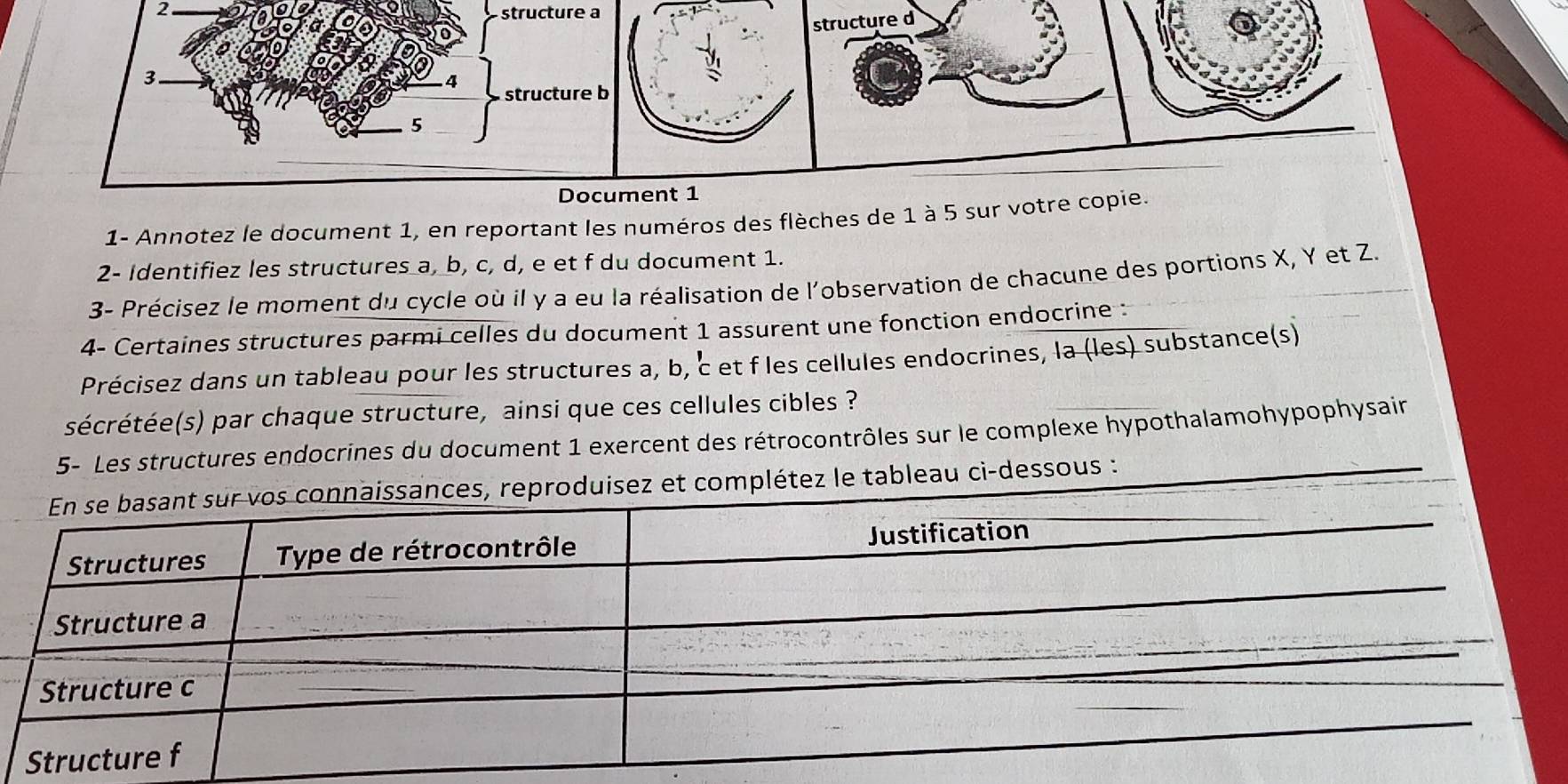 nt 1 
1- Annotez le document 1, en reportant les numéros des flèches de 1 à 5 sur votre copie. 
2- Identifiez les structures a, b, c, d, e et f du document 1. 
3- Précisez le moment du cycle où il y a eu la réalisation de l'observation de chacune des portions X, Y et Z. 
4- Certaines structures parmi celles du document 1 assurent une fonction endocrine : 
Précisez dans un tableau pour les structures a, b, c et f les cellules endocrines, la (les) substance(s) 
sécrétée(s) par chaque structure, ainsi que ces cellules cibles ? 
5- Les structures endocrines du document 1 exercent des rétrocontrôles sur le complexe hypothalamohypophysain 
le tableau ci-dessous :