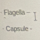 · Flagella - 
Capsule -