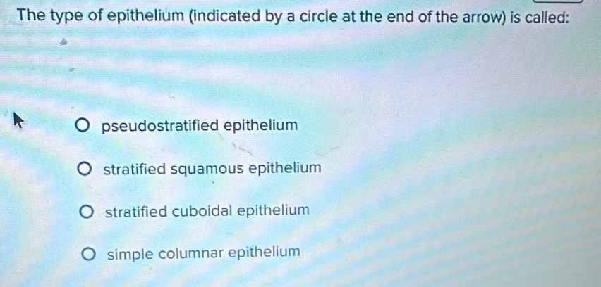 The type of epithelium (indicated by a circle at the end of the arrow) is called:
pseudostratified epithelium
stratified squamous epithelium
stratified cuboidal epithelium
simple columnar epithelium