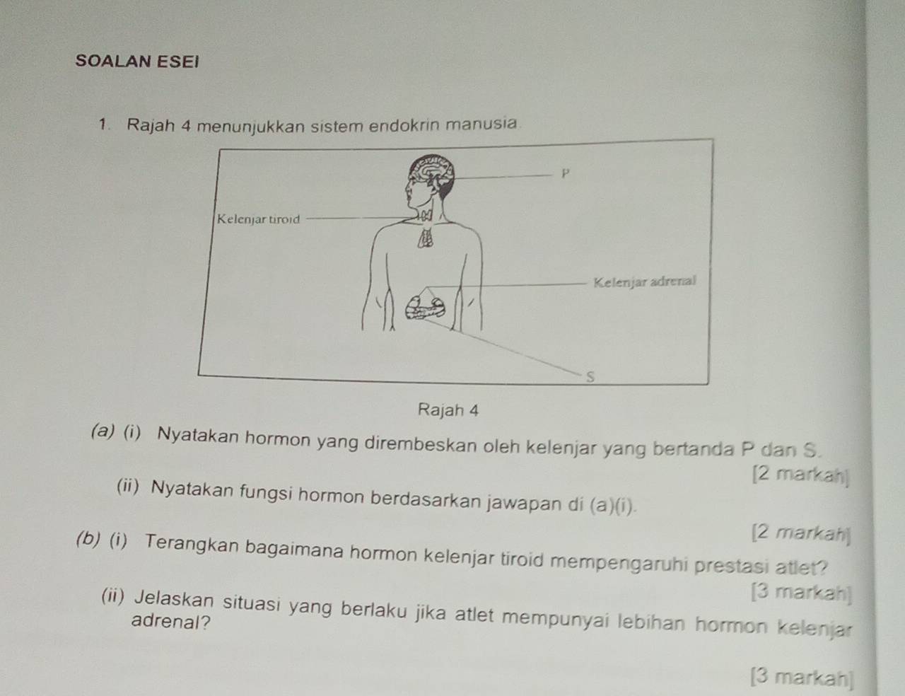 SOALAN ESEI 
1. Rajah 4 menunjukkan sistem endokrin manusia. 
Rajah 4 
(a) (i) Nyatakan hormon yang dirembeskan oleh kelenjar yang bertanda P dan S. 
[2 markah] 
(ii) Nyatakan fungsi hormon berdasarkan jawapan di (a)(i) 
[2 markah] 
(b) (i) Terangkan bagaimana hormon kelenjar tiroid mempengaruhi prestasi atlet? 
[3 markah] 
(ii) Jelaskan situasi yang berlaku jika atlet mempunyai lebihan hormon kelenjar 
adrenal? 
[3 markah]