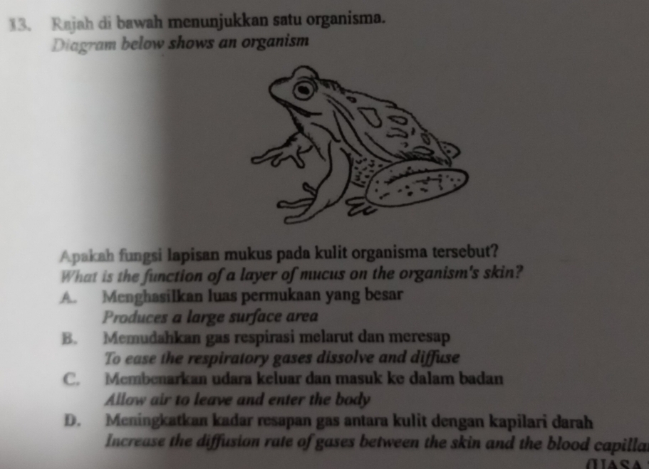 Rajah di bawah menunjukkan satu organisma.
Diagram below shows an organism
Apakah fungsi lapisan mukus pada kulit organisma tersebut?
What is the function of a layer of mucus on the organism's skin?
A. Menghasilkan luas permukaan yang besar
Produces a large surface area
B. Memudahkan gas respirasi melarut dan meresap
To ease the respiratory gases dissolve and diffuse
C. Membenarkan udara keluar dan masuk ke dalam badan
Allow air to leave and enter the body
D. Meningkatkan kadar resapan gas antara kulit dengan kapilari darah
Increase the diffusion rate of gases between the skin and the blood capilla