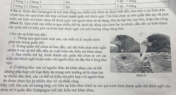 Chứng 1 x Chúng 3 Đô 9 dó : 7 tràng
Chúng 2 x Chúng 3 9 đó : 7 tráng
Câu 2. Quần đảo Galápagos là nơi sinh sống của nhiều loài chim sẻ, được biết đền như một vi dụ kinh điễn
minh họa cho quả trình tiền hóa và hình thành quản thể thích nghi. Các loà chim sẻ trên quản đảo này đã phát
triển các kiểu mỏ khác nhau đề tích nghi với ngườm thức ăn đa dang, như ăn hạt lớn, hạt nhỏ, hoặc côn trùng
(Hình 5). Qua trình này diễn ra qua nhiều thế hệ, dưới tác động của chọn lọc tự nhiên, dẫn đến sự hình thành
các quản thể có kiểu gen và hình thái thích nghị với môi trường sống riêng biệt.
Cho các sự kiện sau đây:
1. Thông qua quá trình sinh sản, các biển đị di truyền được
phát tần trong quần thể
2. Trong quần thể chim sẻ ban đầu, các đột biển phát sinh ngẫ
nhiên ở các cá thể dẫn đền sự xuất hiện các kiểu mô khác nhau.
3. Sau nhiều thể hệ, hình thành các quân thể chim sè với cá
kiểu mó thích nghỉ hoàn toàn với nguồn thức ăm đặc thủ ở từng kh
vpre.
4. Ở những khu vực có nguồn thức ăn khác nhau, các cả thể
khổng phù hợp với loại thức ăn trong môi trường sẽ bị chọn lọc
tự nhiên đảo thái, các cá thể có kiểu mô phủ hợp với nguồn thức
ăn được chọm lọc tự nhiên đuy trì và nhân rộng.
Hay viết liền các số tương ứng với bốn sự kiện theo trình tự của quá trình hình thành quản thể thích nghĩ của
chim sẽ ở quần đảo Galapagos với các kiểu mô khác nhaa.