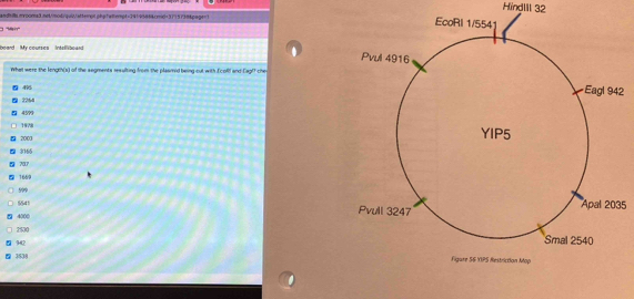 HindIII 32 
ndvda eecoma3.net/mod/qui/attempt.pbpfatempt=29195884/esd=3115738&page= EcoRI 1/554 
'' '''Main'' 
board . My courses Intelllboard 
. Pvul 4916 
What were the lengeh(x) of the segments resulting from the plasmed being out with Ecofl and Eagff che 
Eagl 942
2264
4599
1978 YIP5
2001
3165
7ä7
1669
599
5541 Pvull 3247 Apal 2035
4000
2500
442
Smal 2540
3538 Figure 56 YIPS Restriction Map