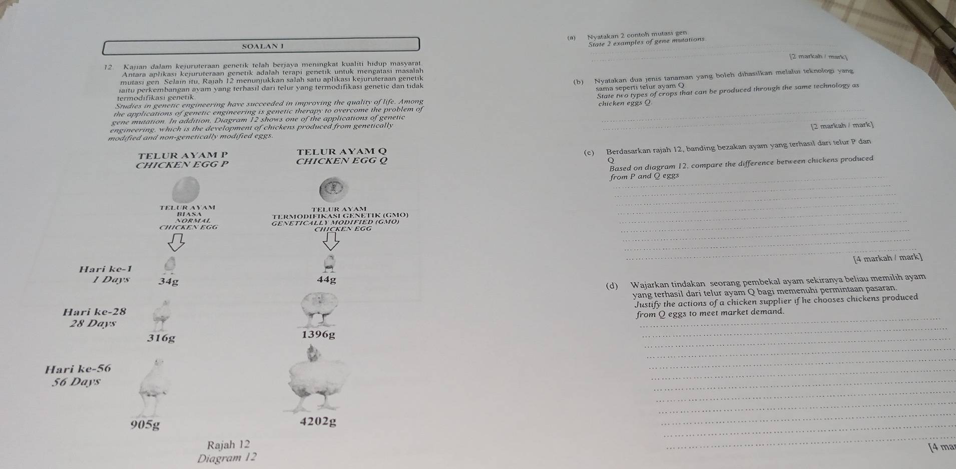 Nyatakan 2 contoh mutasi gen
SOALAN 1
State 2 examples of gene mutations
[2 markah / mark]
12. Kajian dalam kejuruteraan genetik telah berjaya meningkat kualiti hidup masyarat
Antara aplikasi kejuruteraan genetik adalah terapi genetik untuk mengatasi masalah
mutasi gen Selain itu. Rajah 12 menunjukkan salah satu aplikasi kejuruteraan genetik
(b) Nyatakan dua jenis tanaman yang boleh dihasilkan melalui teknologi yang
iaitu perkembangan ayam yang terhasıl darı telur yang termodifikasi genetic dan tidak
sama seperti telur ayam Q
termodıfīkasi genetik
State two types of crops that can be produced through the same technology as
Studies in genetic engineering have succeeded in improving the quality of life. Among
the applications of genetic engineering is genetic therapy to overcome the problem of chicken eggs Q.
gene mutation. In addition, Diagram 12 shows one of the applications of genetic
engineering, which is the development of chickens produced from genetically
_
[2 markah / mark]
modified and non-genetically modified eggs.
TELUR AYAM P
(c) Berdasarkan rajah 12, banding bezakan ayam yang terhasil darı telur P dan
CHICKEN EGG P CHICKEN EGG 
Based on diagram 12. compare the difference between chickens produced
_
from P and Q eggs
_
_
_
_
CHICKEN EGG GENETICALLY MODIFIED (GMO)
_
_
_
[4 markah / mark]
Harikc-1
IDays 34g
(d) Wajarkan tindakan seorang pembekal ayam sekiranya beliau memilih ayam
yang terhasil dari telur ayam Q bagi memenuhi permintaan pasaran.
Justify the actions of a chicken supplier if he chooses chickens produced
_
Hari ke-28
from Q eggs to meet market demand.
_
28Days
_
316g 1396g
_
_
Hari ke-56 6 .
_
_
56Da)
_
_
905g
4202g
_
_
_
Rajah 12 [4 ma
Diagram 12