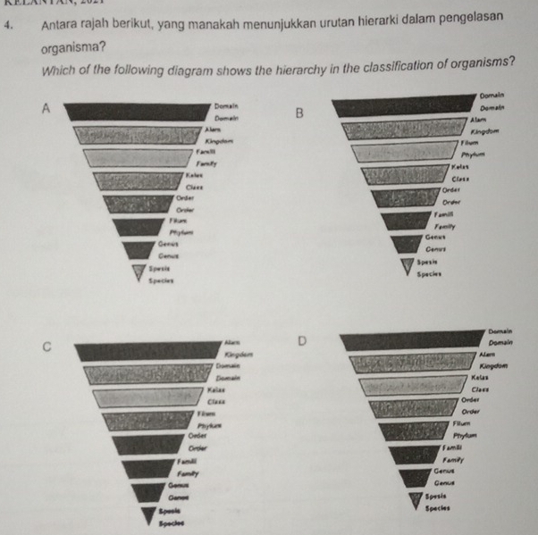 Antara rajah berikut, yang manakah menunjukkan urutan hierarki dalam pengelasan 
organisma? 
Which of the following diagram shows the hierarchy in the classification of organisms? 
A Domain B 
Dom als 
Alars 
Kingdam 
Farn 
Farniy 
Kelus 
Cie*= 
Cenaer 
Order 
Filun 
Phytom 
Genús 
Genut 
Spexis 
Species 
Domain 
Abar D Domain 
C Alem 
Kingdem 
Domate Kingdom 
Domain Kelas 
Kelas Class 
Clas= Order 
Fisen Order 
Prylues Filuen 
Ovder Ptrylum 
Oirder 
Famiii Family Famili 
Famity Genus 
Genus Genus 
Ganos Spesis 
Sposis Species 
Species