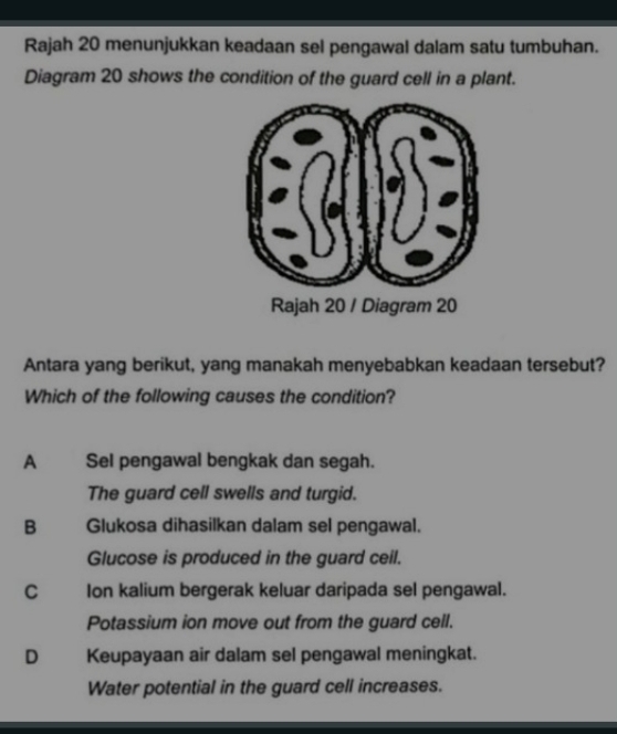 Rajah 20 menunjukkan keadaan sel pengawal dalam satu tumbuhan.
Diagram 20 shows the condition of the guard cell in a plant.
Antara yang berikut, yang manakah menyebabkan keadaan tersebut?
Which of the following causes the condition?
A Sel pengawal bengkak dan segah.
The guard cell swells and turgid.
B Glukosa dihasilkan dalam sel pengawal.
Glucose is produced in the guard ceil.
C£ Ion kalium bergerak keluar daripada sel pengawal.
Potassium ion move out from the guard cell.
D Keupayaan air dalam sel pengawal meningkat.
Water potential in the guard cell increases.