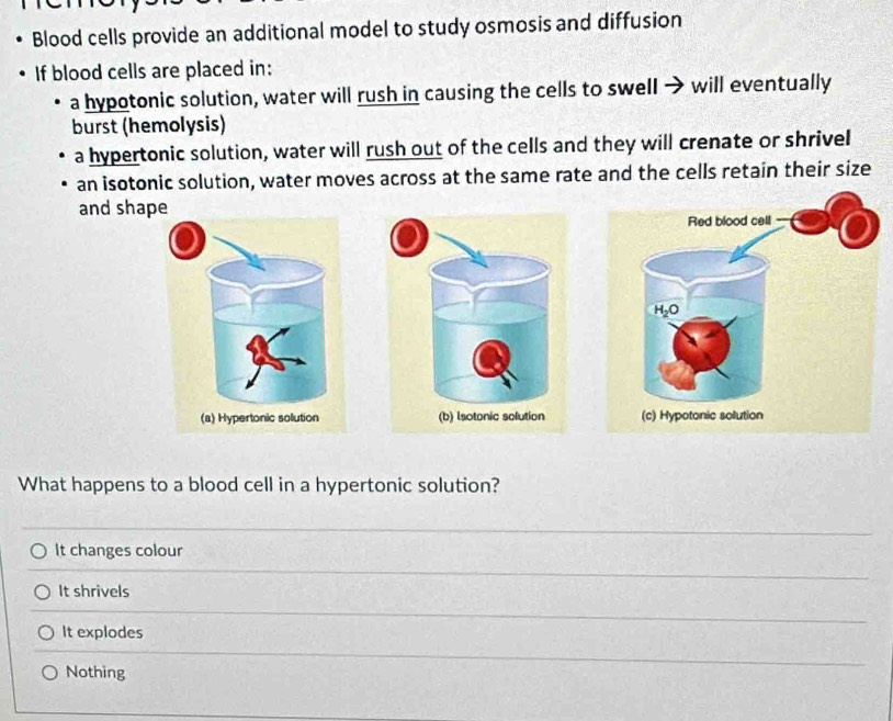 Blood cells provide an additional model to study osmosis and diffusion
If blood cells are placed in:
a hypotonic solution, water will rush in causing the cells to swell → will eventually
burst (hemolysis)
a hypertonic solution, water will rush out of the cells and they will crenate or shrivel
an isotonic solution, water moves across at the same rate and the cells retain their size
and shape
What happens to a blood cell in a hypertonic solution?
It changes colour
It shrivels
It explodes
Nothing