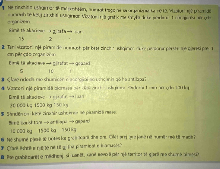 Në zinxhirin ushqimor të mëposhtëm, numrat tregojnë sa organizma ka në të. Vizatoni një piramidêë 
numrash të këtij zinxhiri ushqimor. Vizatoni një grafik me shtylla duke përdorur 1 cm gjerësi për çdo 
organizēm. 
Bimë tē akacieve → gjirafa → luani
15 2 1
2 Tani vizatoni një piramidë numrash për këtë zinxhir ushqimor, duke përdorur përsëri një gjerësi prej 1
cm për çdo organizëm. 
Bimë të akacieve → gjirafat → gepard 
5 10 1
3 Çfarë ndodh me shumicën e energjisé né ushqimin që ha antilopa? 
4 Vizatoni një piramidë biomase per kētë zinxhir ushqimor. Përdornì 1 mm për çdo 100 kg. 
Bimë të akacieve → gjirafat → luan
20 000 kg 1500 kg 150 kg
§ Shndërroni këtë zinxhir ushqimor në piramidë mase. 
Bimë barishtore → antilopa → gepard
10 000 kg 1500 kg 150 kg
6 Në shumë pjesë të botës ka grabitqarë dhe pre. Cilët prej tyre janë në numër më të madh? 
7 Çfarë është e njëjtë në të gjitha piramidat e biomasës? 
€ Pse grabitqarët e mëdhenj, si luanët, kanë nevojë për një territor të gjerë me shumë bimësi?