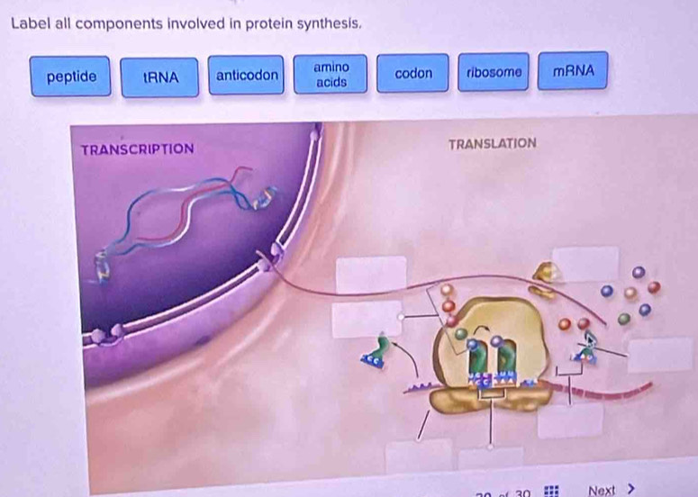 Label all components involved in protein synthesis.
peptide tRNA anticodon amino codon ribosome mRNA
acids
a0 Next