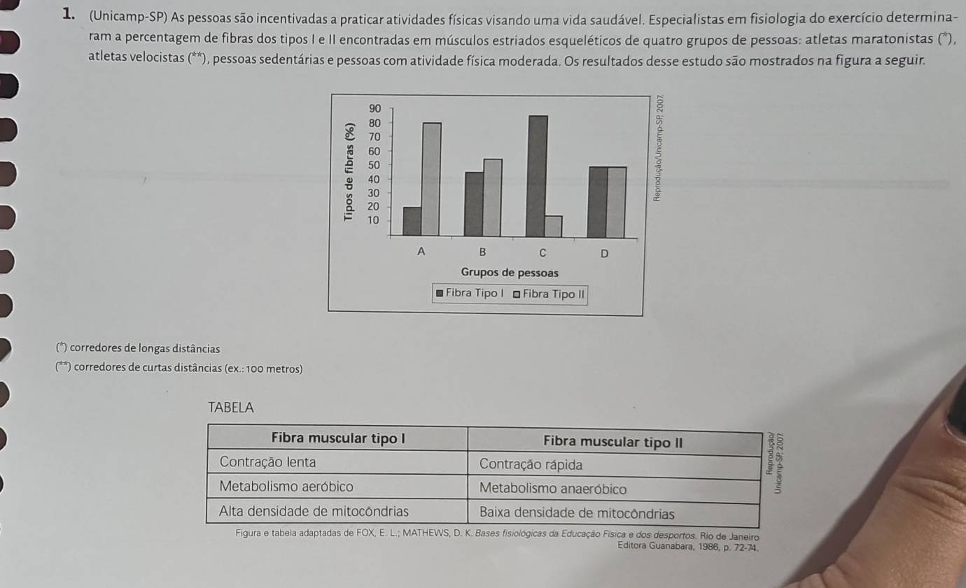 1 (Unicamp-SP) As pessoas são incentivadas a praticar atividades físicas visando uma vida saudável. Especialistas em fisiologia do exercício determina-
ram a percentagem de fibras dos tipos I e II encontradas em músculos estriados esqueléticos de quatro grupos de pessoas: atletas maratonistas (*),
atletas velocistas (**), pessoas sedentárias e pessoas com atividade física moderada. Os resultados desse estudo são mostrados na figura a seguir.
*) corredores de longas distâncias
corredores de curtas distâncias (ex.: 100 metros)
TABELA
Fibra muscular tipo I Fibra muscular tipo II
Contração Ienta Contração rápida
B
Metabolismo aeróbico Metabolismo anaeróbico
Alta densidade de mitocôndrias Baixa densidade de mitocôndrias
Figura e tabela adaptadas de FOX, E. L.; MATHEWS, D. K. Bases fisiológicas da Educação Física e dos desportos. Rio de Janeiro
Editora Guanabara, 1986, p. 72-74.