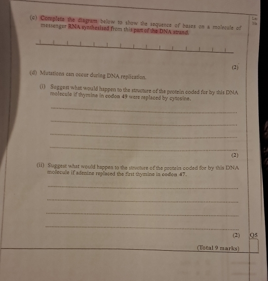 Le 
(c) Complete the diagram below to show the sequence of bases on a molecule of 
bla 
messenger RNA synthesised from this part of the DNA strand. 
(2) 
(d) Mutations can occur during DNA replication. 
(i) Suggest what would happen to the structure of the protein coded for by this DNA 
molecule if thymine in codon 49 were replaced by cytosine. 
_ 
_ 
_ 
_ 
(2) 
(ii) Suggest what would happen to the structure of the protein coded for by this DNA 
molecule if adenine replaced the first thymine in codon 47. 
_ 
_ 
_ 
_ 
(2) Q5 
(Total 9 marks)
