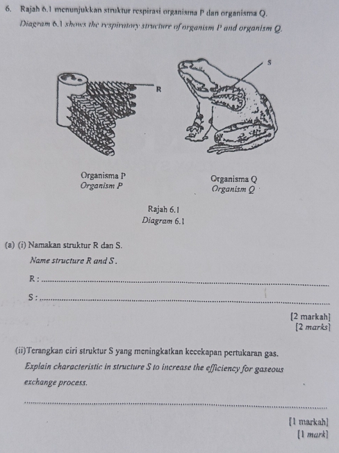 Rajah 6.1 menunjukkan struktur respirasi organisma P dan organisma Q. 
Diagram 6.1 shows the respiratory structure of organism P and organism Q. 
(a) (i) Namakan struktur R dan S. 
Name structure R and S.
R :_ 
S :_ 
[2 markah] 
[2 marks] 
(ii)Terangkan ciri struktur S yang meningkatkan kecekapan pertukaran gas. 
Explain characteristic in structure S to increase the efficiency for gaseous 
exchange process. 
_ 
[1 markah] 
[1 mark]