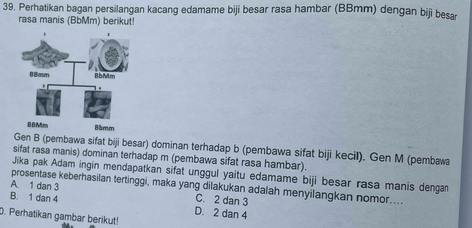 Perhatikan bagan persilangan kacang edamame biji besar rasa hambar (BBmm) dengan biji besar
rasa manis (BbMm) berikut!
Gen B (pembawa sifat biji besar) dominan terhadap b (pembawa sifat biji kecil). Gen M (pembawa
sifat rasa manis) dominan terhadap m (pembawa sifat rasa hambar).
Jika pak Adam ingin mendapatkan sifat unggul yaitu edamame biji besar rasa manis dengan
prosentase keberhasilan tertinggi, maka yang dilakukan adalah menyilangkan nomor....
A. 1 dan 3 C. 2 dan 3
B. 1 dan 4 D. 2 dan 4
0. Perhatikan gambar berikut!