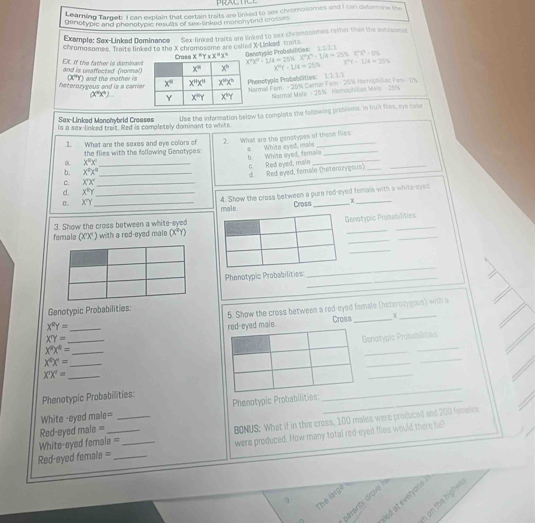 PRACTICE
Learning Tardet: I can explain that certain traits are linked to sex chromosomes and I can determine the
genotypic and phenotypic results of sex-linked monohybrid crosses
Example: Sex-Linked Dominance Sex-linked traits are linked to sex chromosomes rather than the autosoma
chromosomes. Traits linked to the X chromosome are called X-Linked traits
Cross X^HY* X^HX^h Genotypic Probabilities: X^(th)X^hX=2^(th)· 1/4=25% X 1:1:1:1
X^(11)X^(11)=1/4=25%
EX. If the father is dominant X^HY-1/4=25% X^(tr)Y-1/A=25%
and is unaffected (normal)
(X^HY) and the mother is
heterozygous and is a carrierPhenotypic Probabilities: 1:111
(X^HX^h)...
Normal Fem - 25% Carrier Fem 25% Hemophiliac Fem 0%
Normal Male - 25% Hemophiliac Mele - 25%
Sex-Linked Monohybrid Crosses Use the information below to complete the following problems. In fruit flies, eye color
is a sex-linked trait. Red is completely dominant to white.
1. What are the sexes and eye colors of 2. What are the genotypes of these flies
a White eyed, male
_
the flies with the following Genotypes:
b White eyed, female
_
a. X^RX^r _
c Red eyed, male
b. X^RX^R _
d. Red eyed, female (heterozygous)__
C. X^rX^r _
d. X^RY _
e. X^rY _
4. Show the cross between a pure red-eyed female with a white-eyed
male. Cross_ x
3. Show the cross between a white-eyed
Genotypic Probabilities
female (X'X') with a red-eyed male (X^RY)
_
_
_
_
_
Phenotypic Probabilities:_
_
_
_
Genotypic Probabilities:
X^RY= 5. Show the cross between a red-eyed female (heterozygous) with a
X'Y= _ _eyed male. Cross_
red
_ X^RX^R=
_
Genotypic Probabilitias
_
_ X^RX^r=
_
_
X'X'= _
_
Phenotypic Probabilities:
White -eyed male= Phenotypic Probabilities:_
_
White-eyed female = _ BONUS: What if in this cross, 100 males were produced and 200 famalee
Red-eyed male =
Red-eyed female =_ __were produced. How many total red-eyed flies would there be?
iled at everyons 
on the hight .
9
paent rov  
^ The large