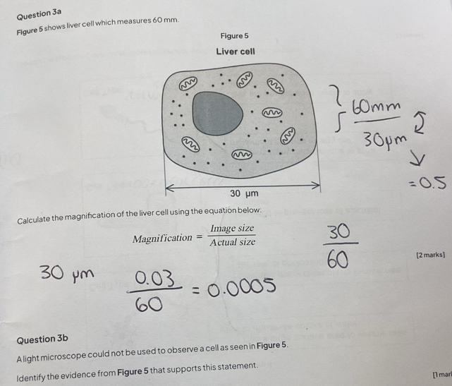 Figure 5 shows liver cell which measures 60 mm. 
Figure 5 
Calculate the magnification of the liver cell using the equation below: 
Magnification = Imagesize/Actualsize 
[2 marks] 
Question 3b 
A light microscope could not be used to observe a cell as seen in Figure 5. 
Identify the evidence from Figure 5 that supports this statement. 
[1 mar