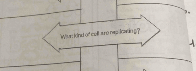 'What kind of cell are replicating?