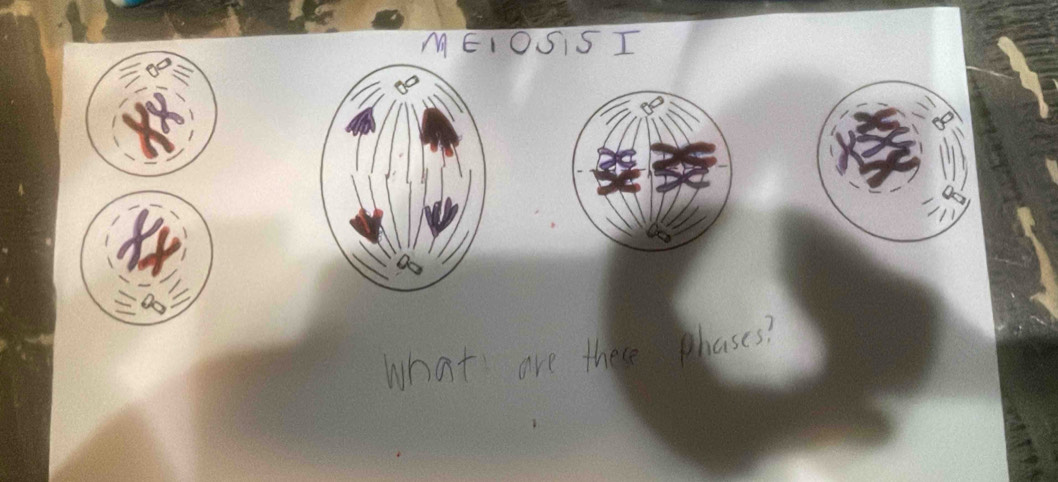 MEIOSIS I 
what are these hases?