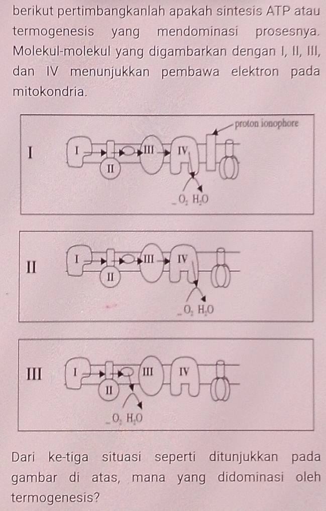 berikut pertimbangkanlah apakah sintesis ATP atau 
termogenesis yang mendominasi prosesnya. 
Molekul-molekul yang digambarkan dengan I, II, III, 
dan IV menunjukkan pembawa elektron pada 
mitokondria. 
Dari ke-tiga situasi seperti ditunjukkan pada 
gambar di atas, mana yang didominasi oleh 
termogenesis?