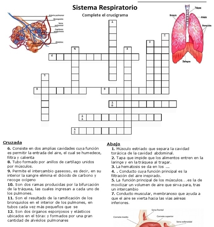 Sistema Respiratorio  Tráques
s
gufctos
Cruzada
es permitir la entrada del aire, el cual se humedece, torácica de la cavidad abdominal.
filtra y calienta 2. Tapa que impide que los alimentos entren en la
8. Tubo formado por anillos de cartílago unidos laringe y en la tráquea al tragar.
por músculos. 3. La hematosis se da en los ....
9. Permite el intercambio gaseoso, es decir, en su 4. . Conducto cuya función principal es la
interior la sangre elimina el dióxido de carbono y filtración del aire inspirado.
recoge oxigeno 5. La función principal de los músculos. . .es la de
10. Son dos ramas producidas por la bifurcación movilizar un volumen de aire que sirva para, tras
de la tráquea, las cuales ingresan a cada uno de un intercambio
los pulmones. 7. Conducto muscular, membranoso que ayuda a
11. Son el resultado de la ramificación de los que el aire se vierta hacia las vías aéreas
bronquiolos en el interior de los pulmones, en inferiores.
tubos cada vez más pequeños que se
12. Son dos órganos esponjosos y elásticos
ubicados en el tórax y formados por una gran
cantidad de alvéolos pulmonares