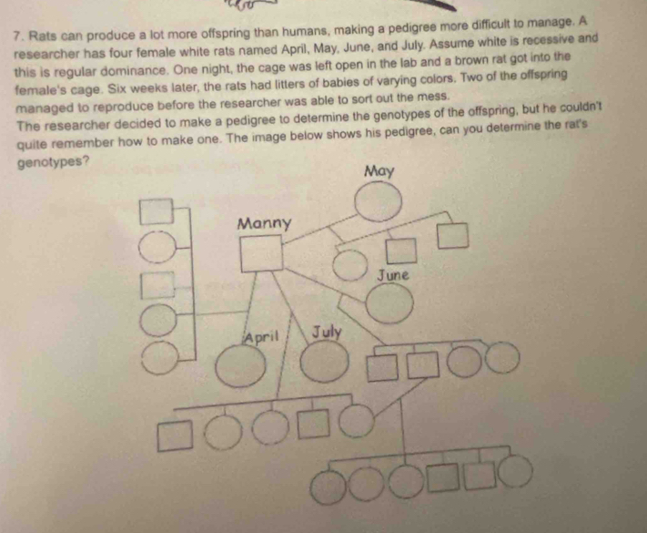 Rats can produce a lot more offspring than humans, making a pedigree more difficult to manage. A 
researcher has four female white rats named April, May, June, and July. Assume white is recessive and 
this is regular dominance. One night, the cage was left open in the lab and a brown rat got into the 
female's cage. Six weeks later, the rats had litters of babies of varying colors. Two of the offspring 
managed to reproduce before the researcher was able to sort out the mess. 
The researcher decided to make a pedigree to determine the genotypes of the offspring, but he couldn't 
quite remember how to make one. The image below shows his pedigree, can you determine the rat's 
genotypes?