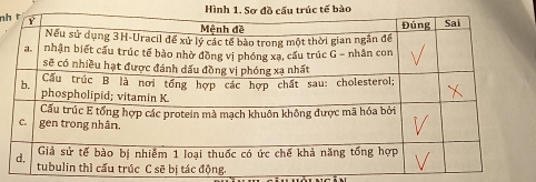 Hình 1. Sơ đồ cấu trúc tế bào 
nh