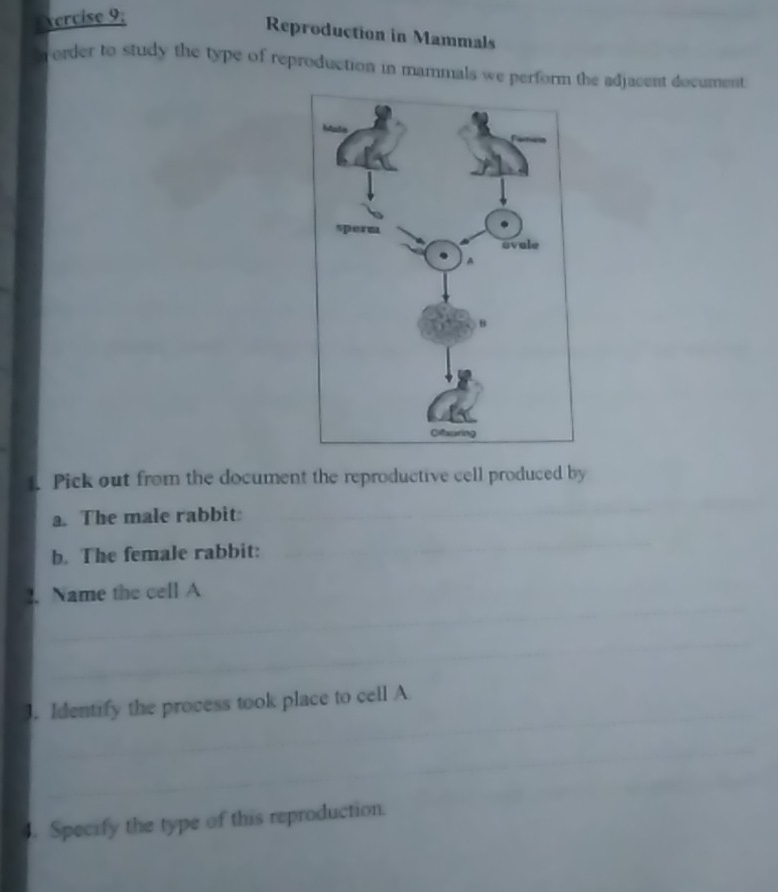 xercise 9; 
Reproduction in Mammals 
order to study the type of reproduction in mammals we perform the adjacent document 
. Pick out from the document the reproductive cell produced by 
a. The male rabbit: 
b. The female rabbit: 
2.Name the cell A 
3. Identify the process took place to cell A 
. Specify the type of this reproduction.