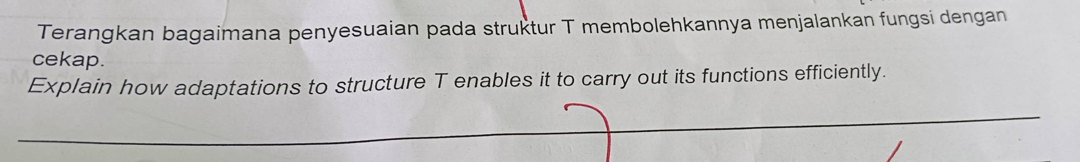 Terangkan bagaimana penyesuaian pada struktur T membolehkannya menjalankan fungsi dengan 
cekap. 
Explain how adaptations to structure T enables it to carry out its functions efficiently.